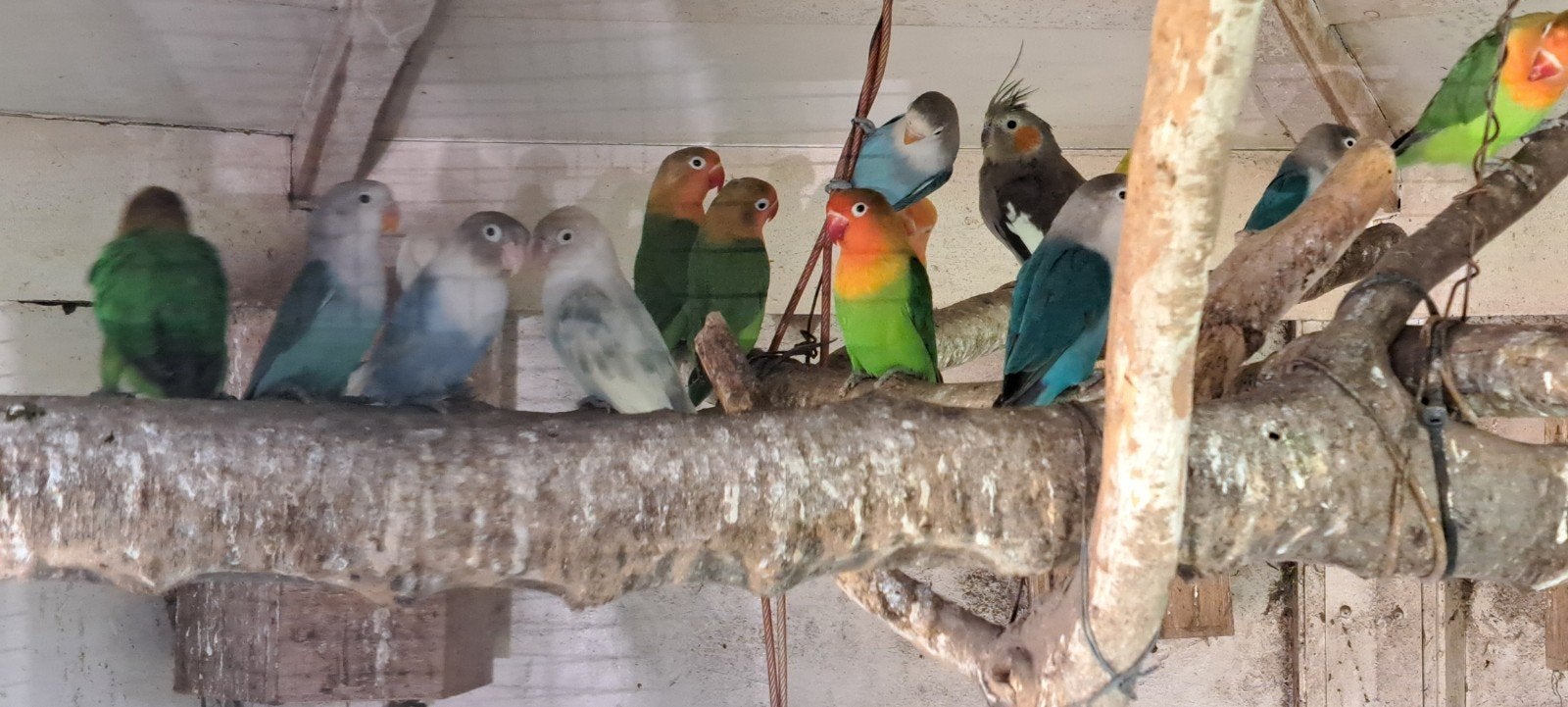 Fischeri, Dieren en Toebehoren, Vogels | Overige Vogels, Meerdere dieren