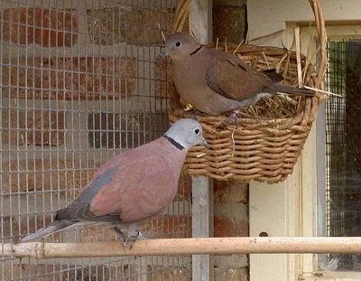 Birmatortels, Dieren en Toebehoren, Vogels | Duiven, Meerdere dieren, Tortelduif