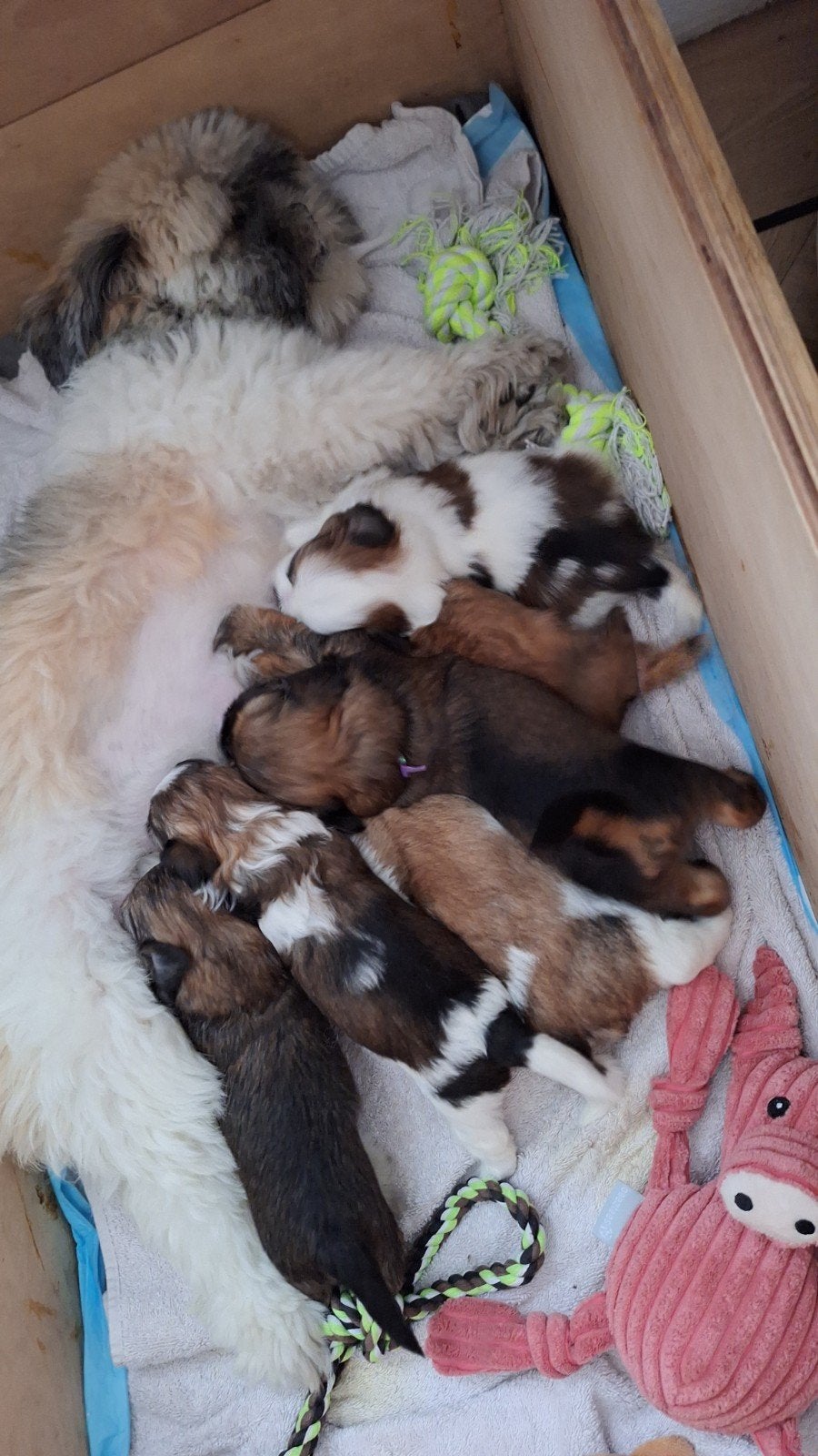 Lhasa-apso-boemertjes, Dieren en Toebehoren, Honden | Niet-rashonden, 8 tot 15 weken, Meerdere, Meerdere dieren, Klein
