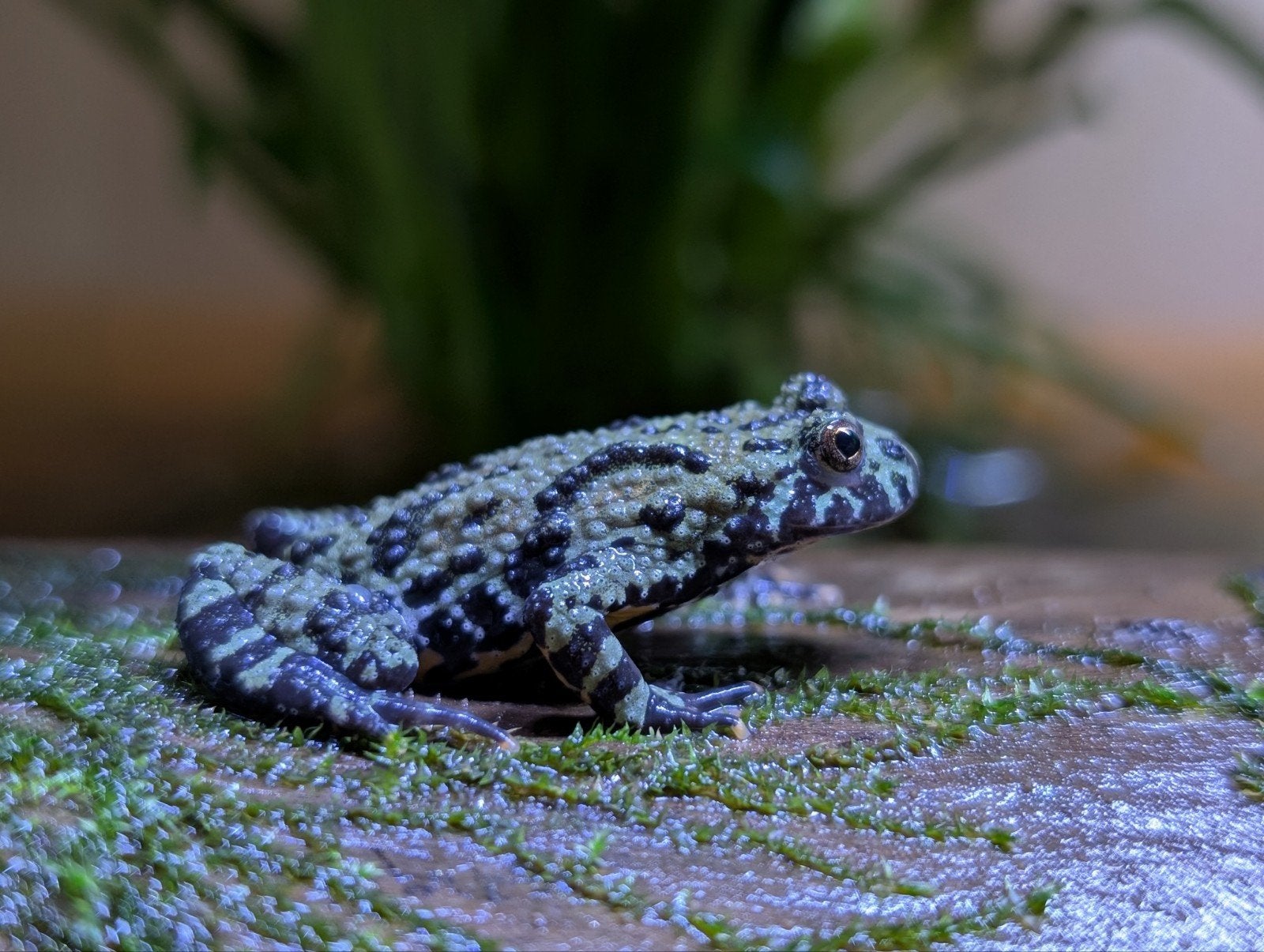 Dendrobates, Phyllobates en meer!, Amfibie, 0 tot 2 jaar