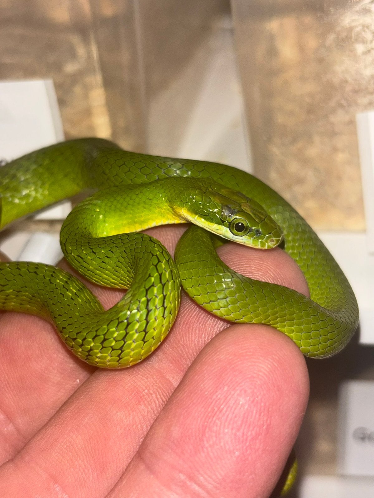 Gonyosoma Coeruleum, Dieren en Toebehoren, 0 tot 2 jaar