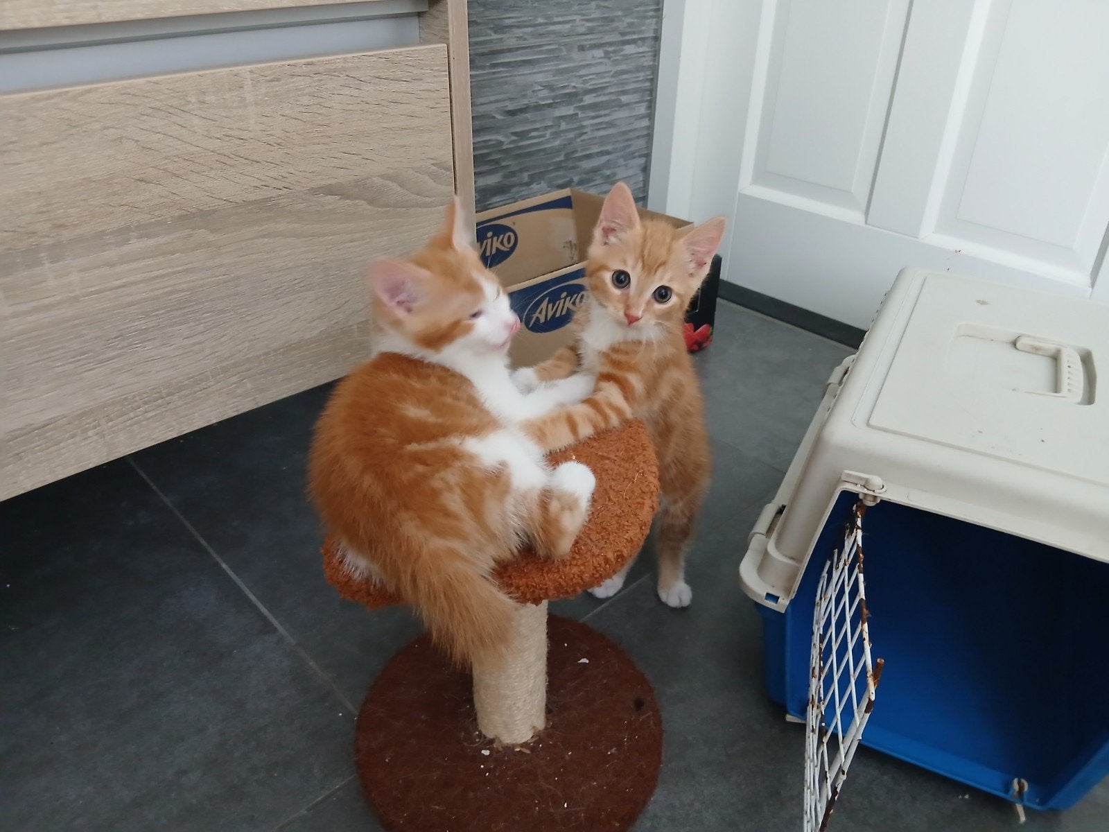 Kittens,10weken, Dieren en Toebehoren, Meerdere dieren