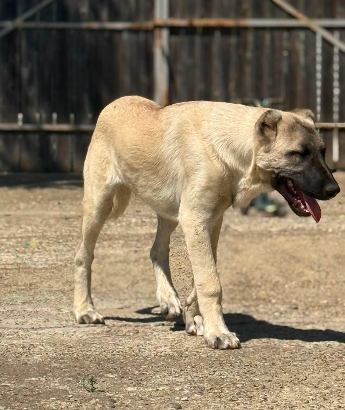Kangal reu - 5maanden - raszuiver, Particulier, 15 weken tot 1 jaar, Buitenland, Parvo
