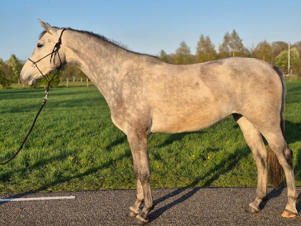 Prachtige 3 jarige KWPN merrie, Merrie, Met stamboom, Dressuurpaard, 3 tot 6 jaar