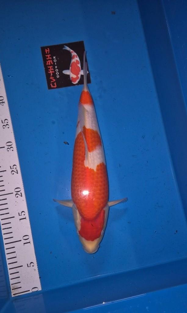 mooie kohaku, Karper of Koi
