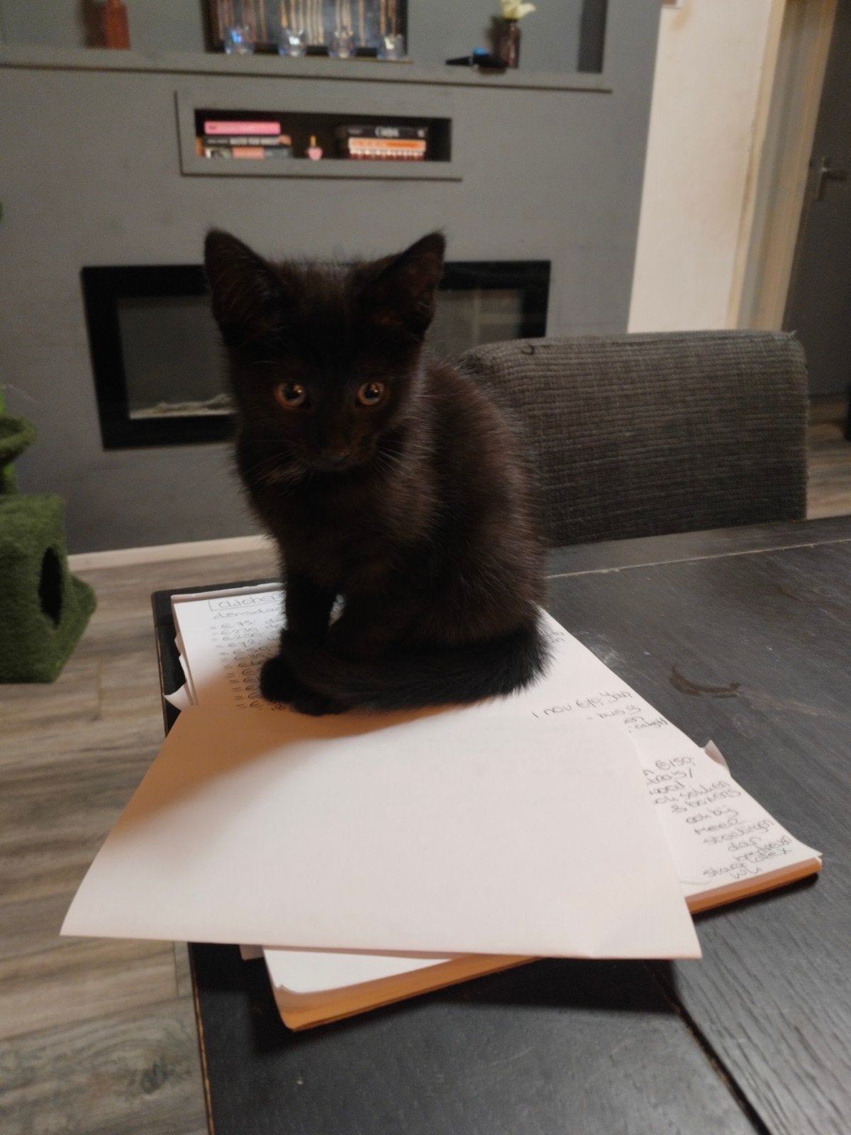 zeer aanhankelijke kitten, Meerdere dieren, Kortharig, 0 tot 2 jaar