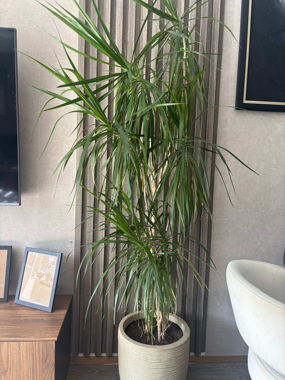 Grote Kamerplant Dracaena (Drakenbloedboom) zonder pot, Tuin en Terras, Vaste plant, Bloeit niet, Halfschaduw, Ophalen