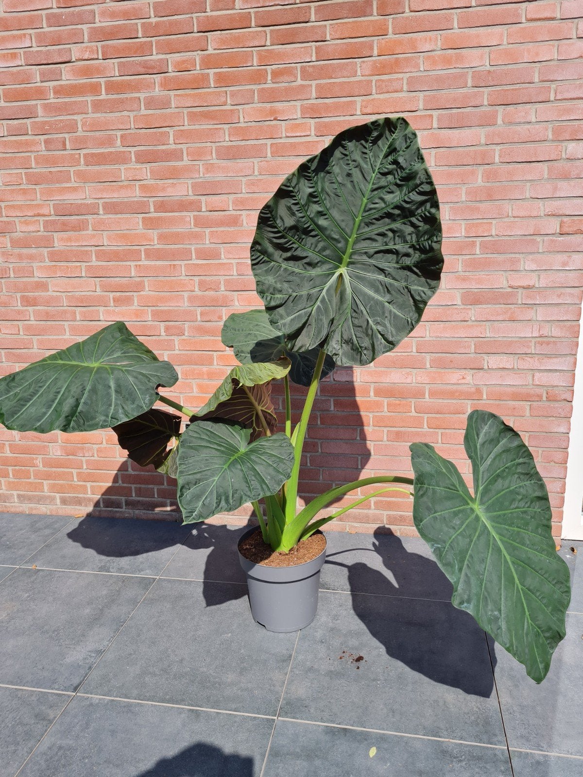 Alocasia regal shield knollen, Huis en Inrichting, Kamerplanten, Ophalen of Verzenden, Halfschaduw, Minder dan 100 cm