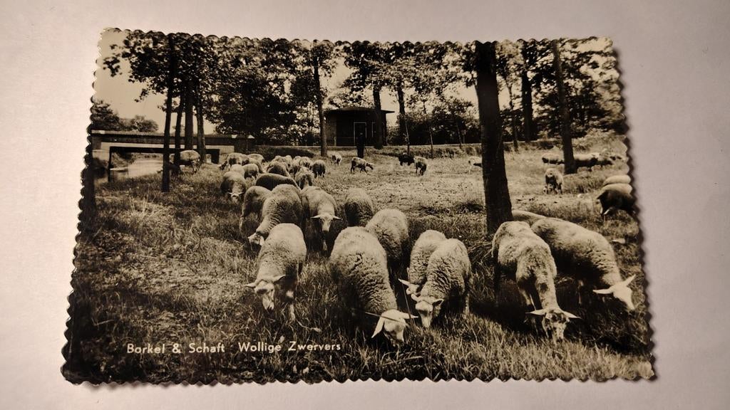 Borkel & Schaft Wollige Zwervers, Ophalen of Verzenden