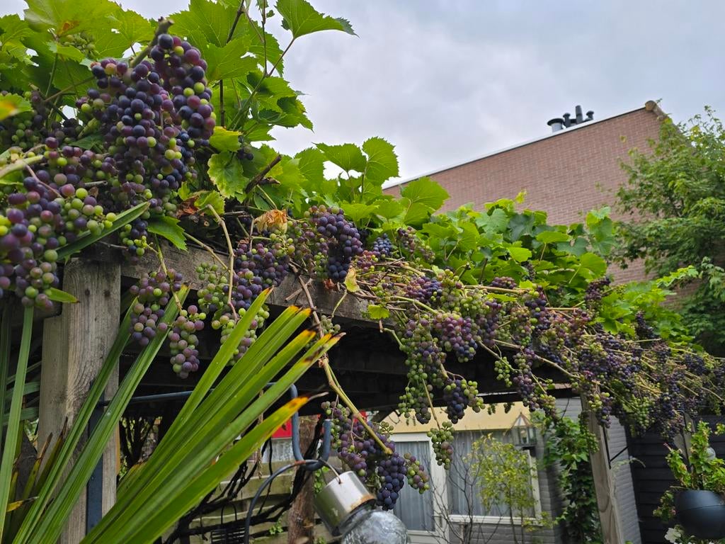 Grote druivenplant, rode druif, druiven, druivenstruik, Tuin en Terras, Planten | Tuinplanten, Ophalen, Overige soorten, Halfschaduw