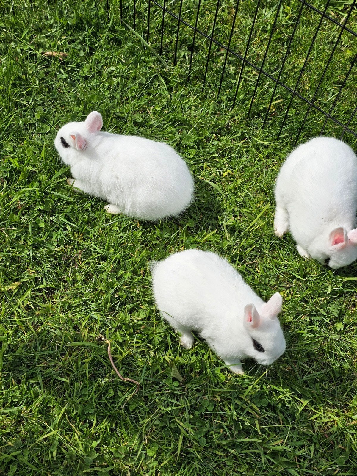 Mooie kleine hottot konijntjes te koop, Dieren en Toebehoren, Konijnen, Meerdere dieren