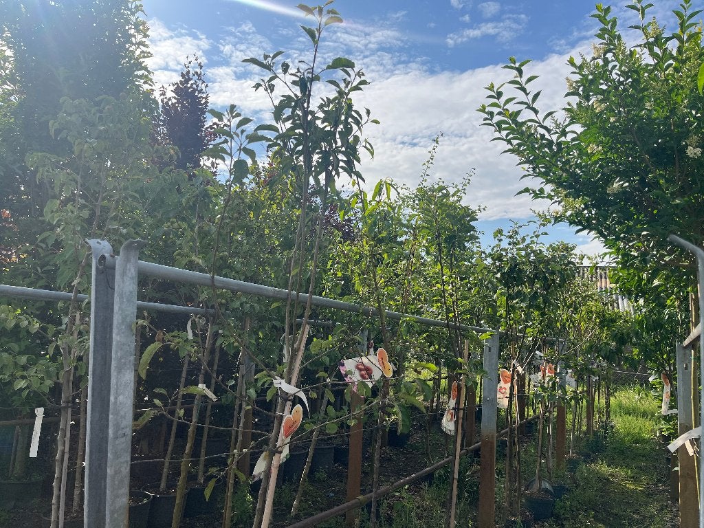 fruitbomen, Ophalen, Overige soorten, Volle zon, 100 tot 250 cm