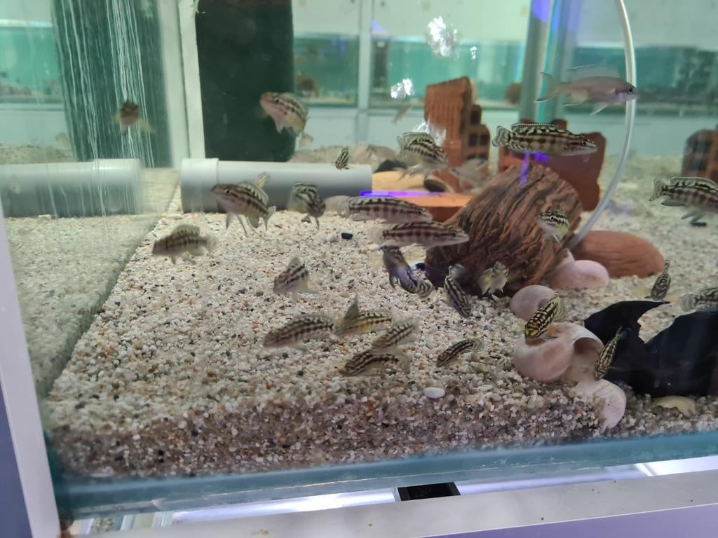Julidochromis Marlieri Tanganyika Cichliden, Vis, Zoetwatervis