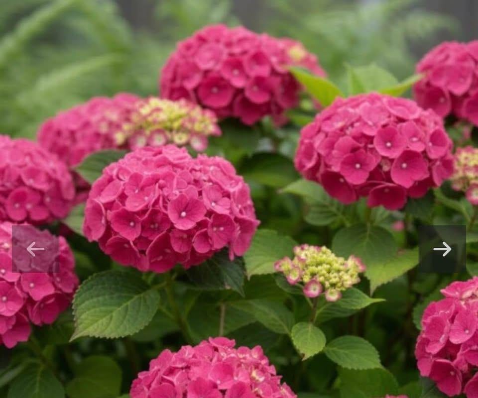 Mega Roze Hortensia's! nu 15,- per stuk, Tuin en Terras, Ophalen of Verzenden, Hortensia, Struik, Minder dan 100 cm