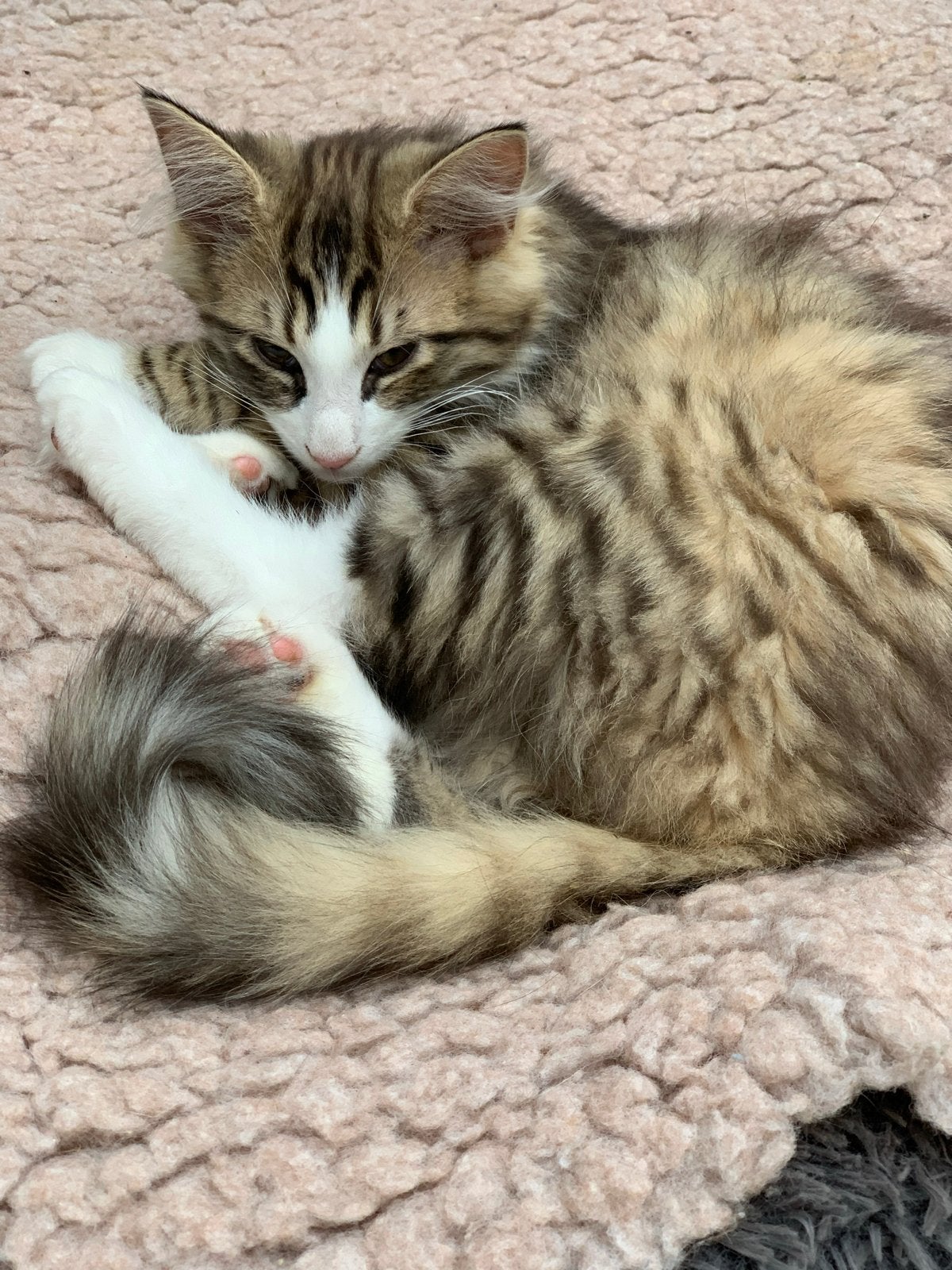 Te koop Noorse Boskat kittens, Dieren en Toebehoren, Meerdere dieren, Met stamboom, 0 tot 2 jaar