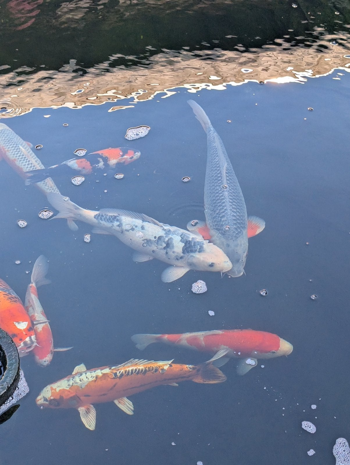Prachtige grote koi vissen, Dieren en Toebehoren, Vissen | Vijvervissen, Karper of Koi