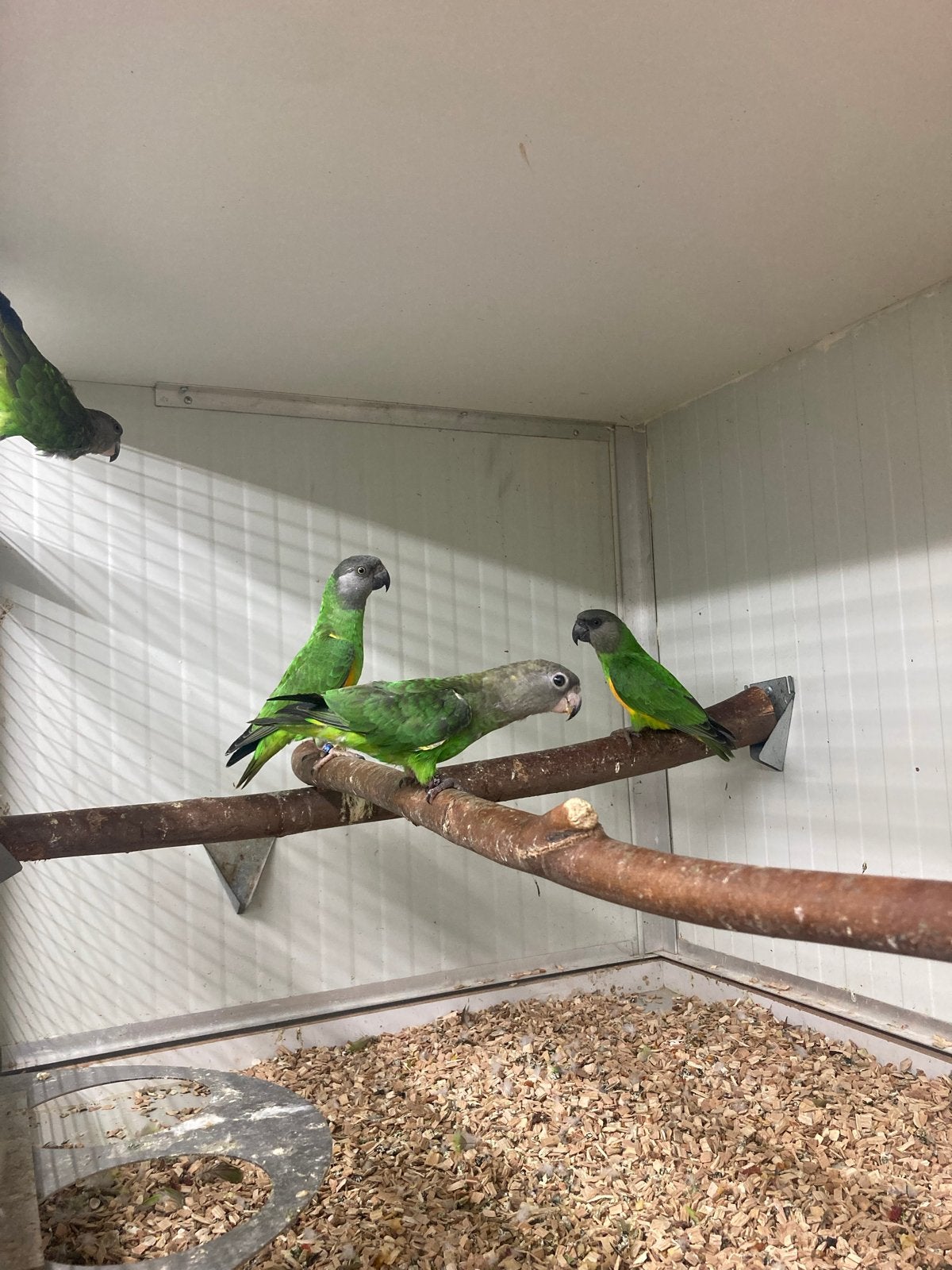 0-1 bonte boer gezocht, Dieren en Toebehoren, Vogels | Parkieten en Papegaaien, Vrouwelijk, Papegaai, Geringd