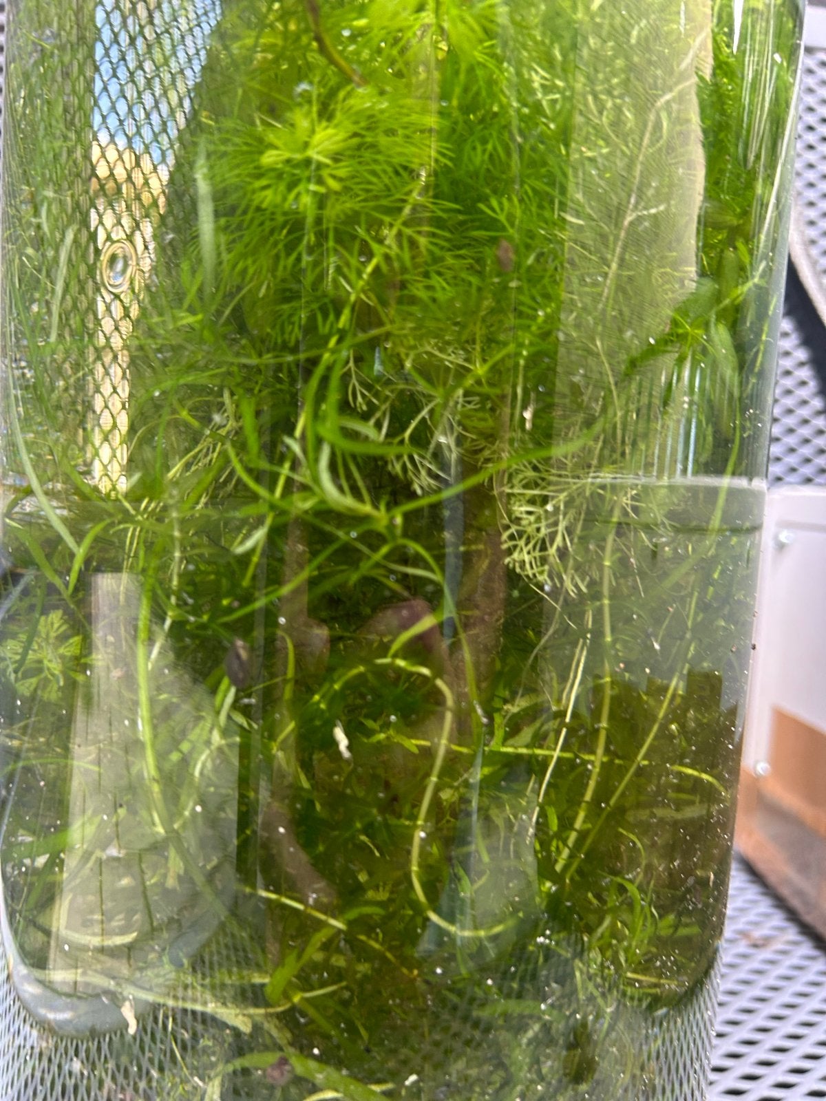 Diverse aquariumplanten en glazen bol, Dieren en Toebehoren, Ophalen of Verzenden
