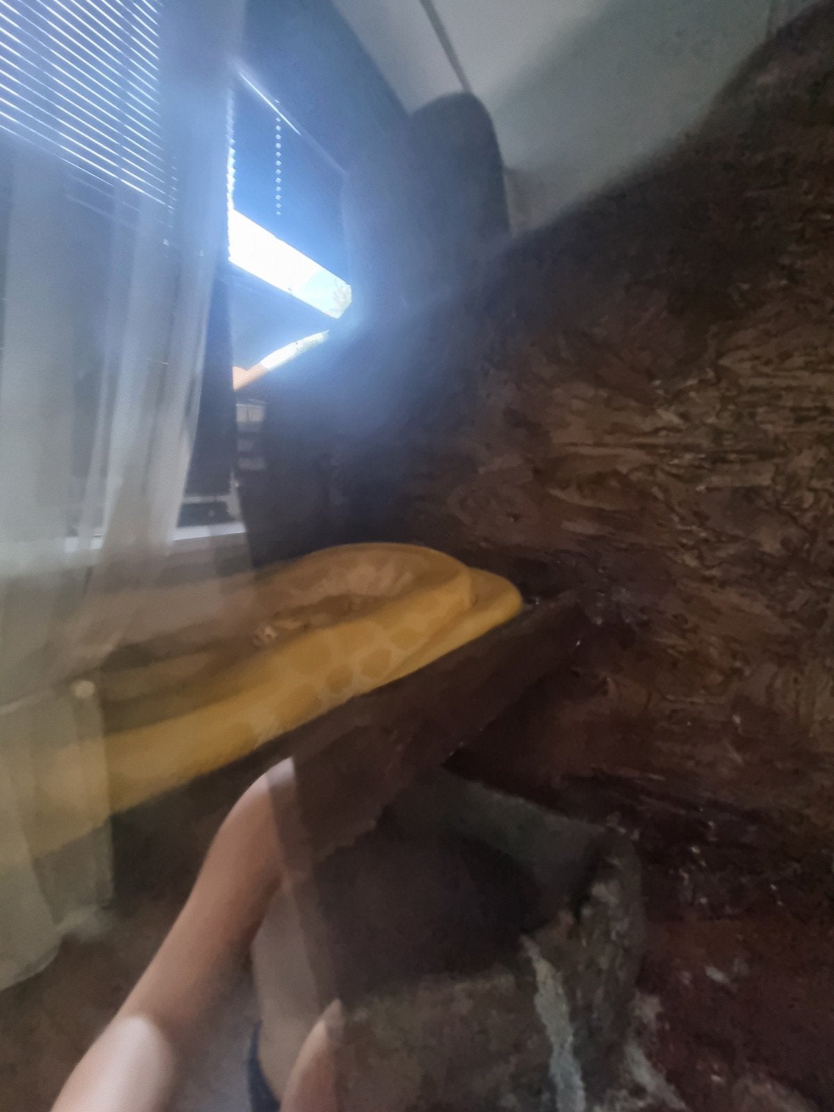Tijgerpython
