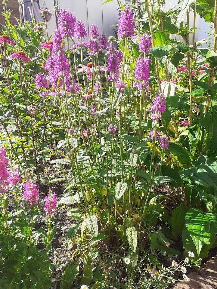 Stachys officinalis, Betonie, Echte Andoorn, Tuin en Terras, Volle zon, Vaste plant, Zomer, Ophalen