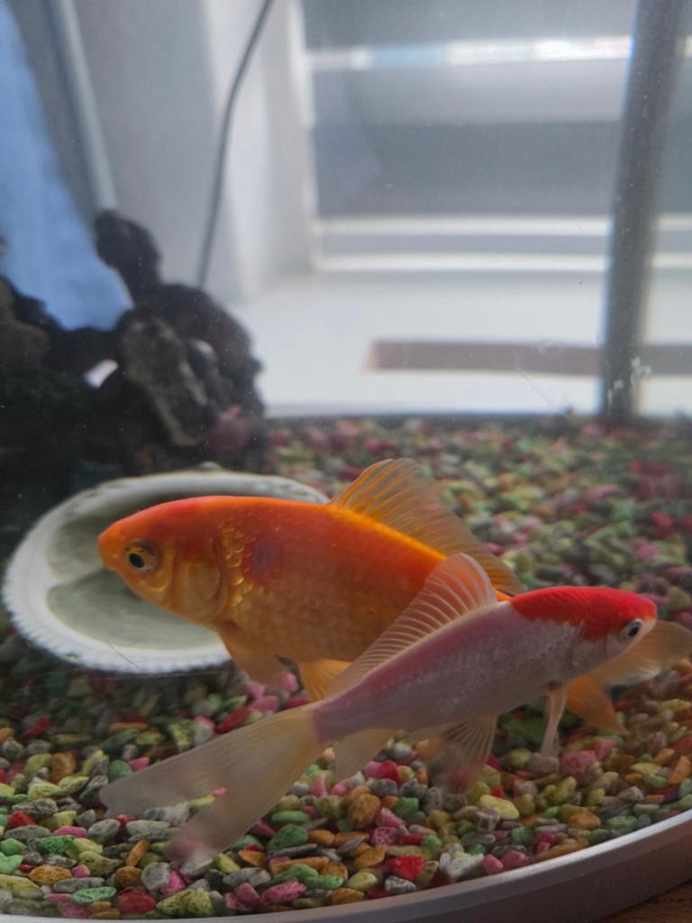 Aquarium en 2 vissen, Ophalen of Verzenden