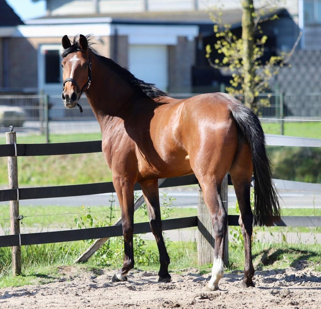 Zeer lieve kwaliteitsvolle 3 jarige merrie Lennox x United, Dieren en Toebehoren, Merrie, Met stamboom, Dressuurpaard, 3 tot 6 jaar