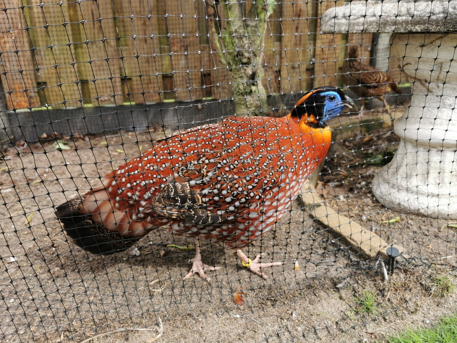 Temminck tragopaan hen + haan, Dieren en Toebehoren, Meerdere dieren