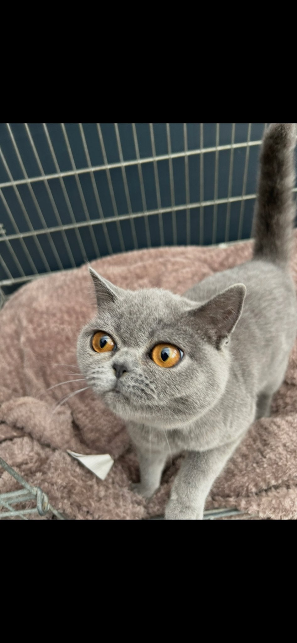 Britse korthaar poes 1 jaar oud, Dieren en Toebehoren