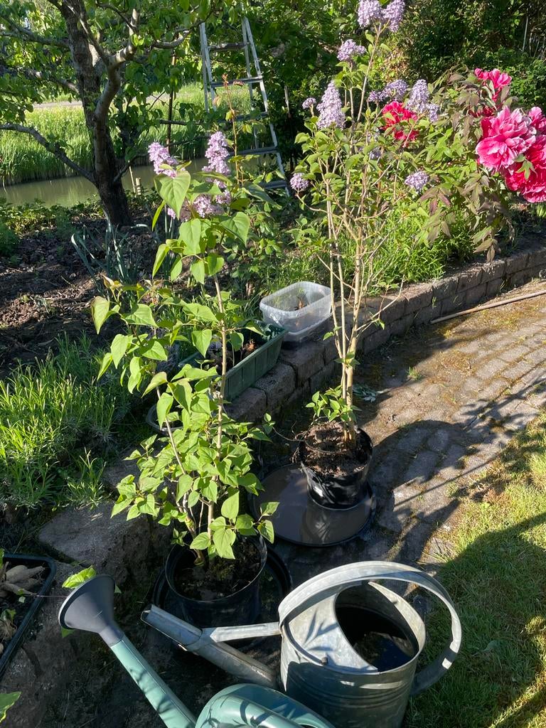 Sering (Syringa vulgaris), Volle zon, Vaste plant, Lente, Ophalen