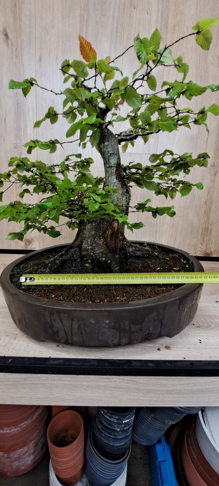 haagbeuk bonsai, Ophalen, Bloeit niet, Overige soorten, Minder dan 100 cm