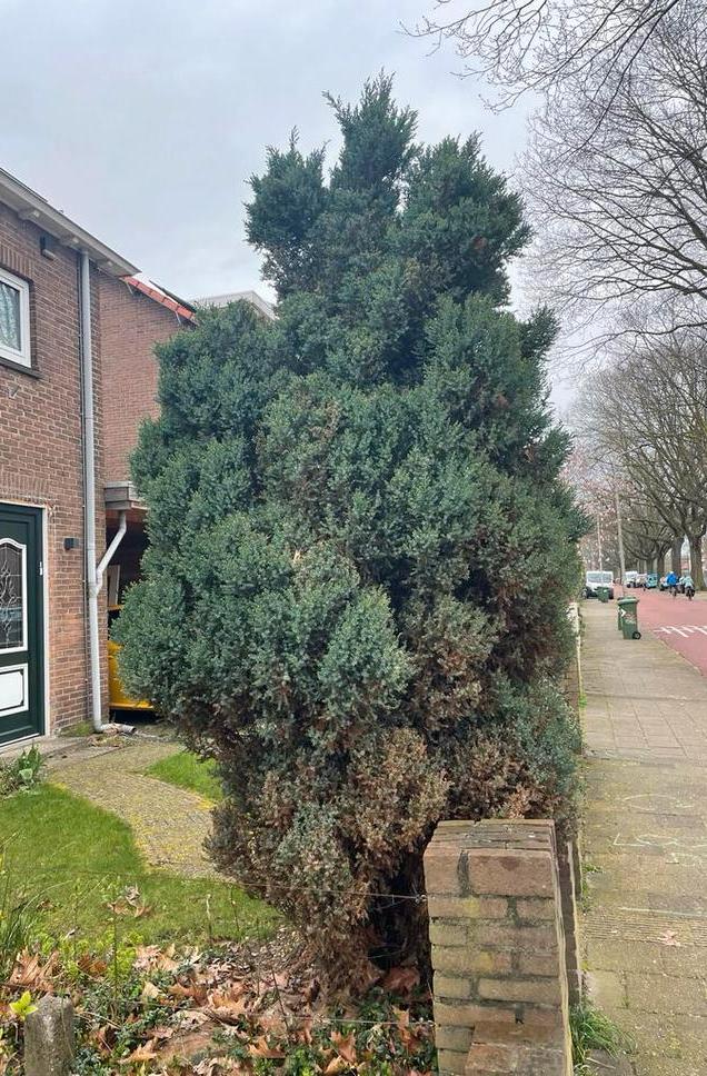 Conifeer en struik met rode besjes gratis af te halen, Ophalen, Conifeer, Struik, 250 cm of meer