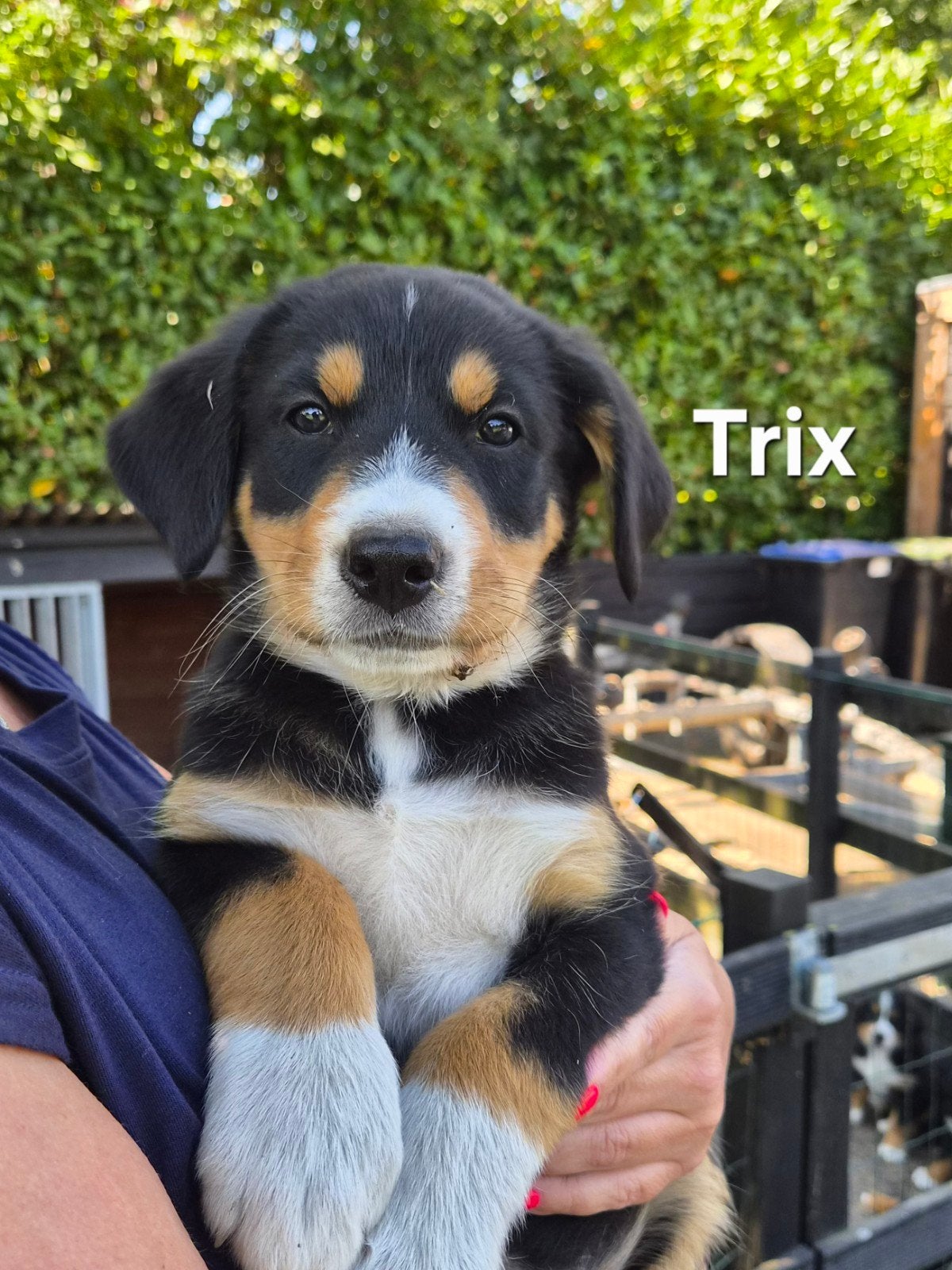 prachtige Berner sennen pups, Parvo, 8 tot 15 weken, Groot, Meerdere