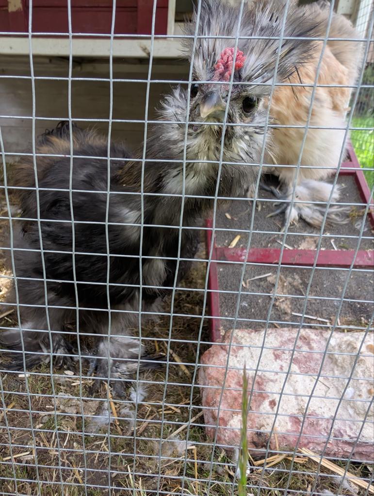 USA zijdehoen haan 3 maanden oud, Dieren en Toebehoren, Pluimvee, Mannelijk, Kip