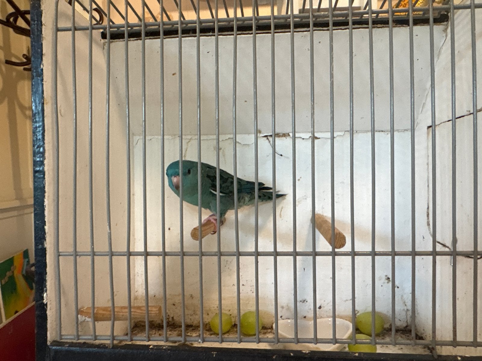 Catherina parkiet pop, Dieren en Toebehoren, Vrouwelijk, Parkiet