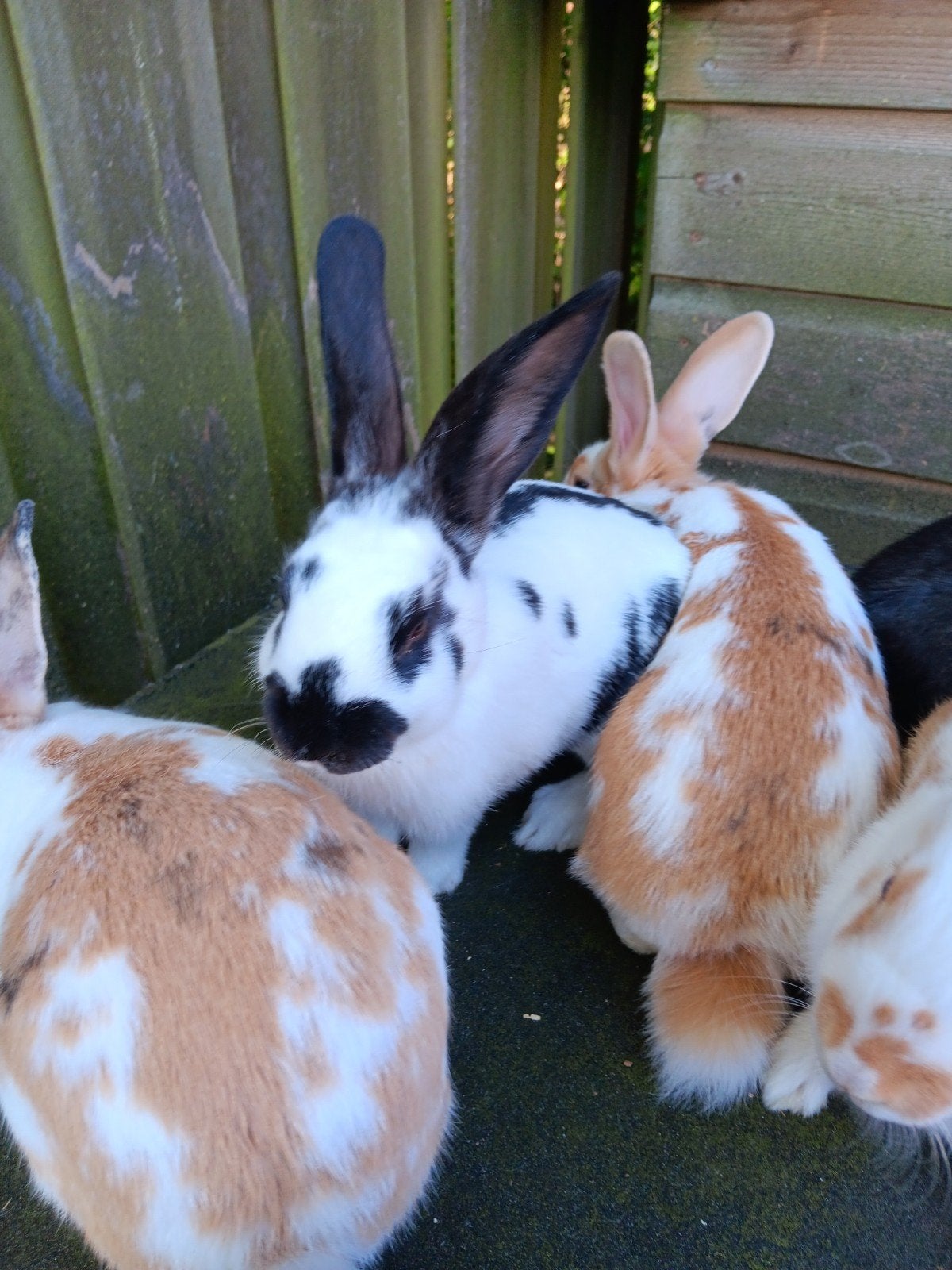 Jonge Konijntjes, Meerdere dieren, Klein, 0 tot 2 jaar