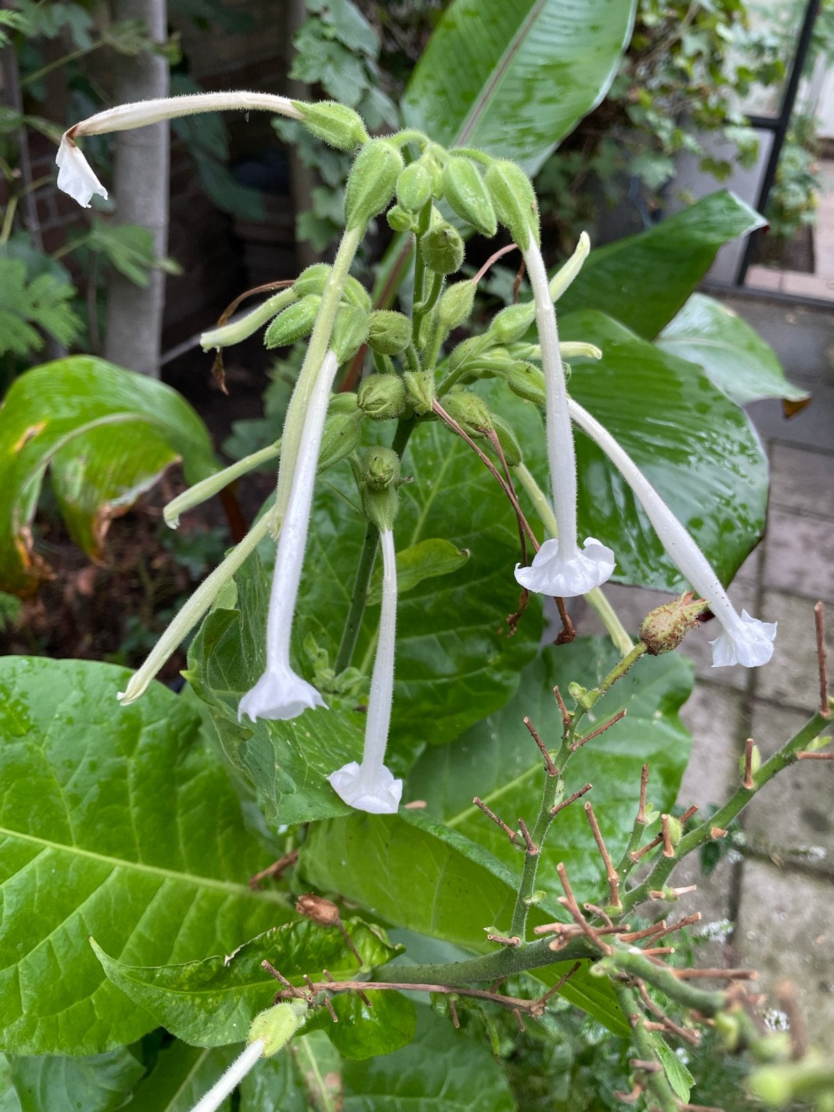 Witte Trompet Tabak (Nicotiana alata) - Zaden/Plant, Overige soorten, Volle zon, Zomer, Verzenden
