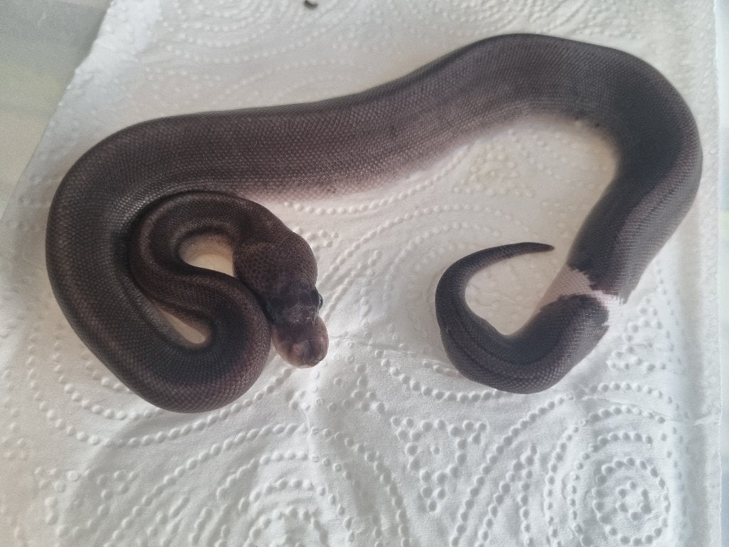0.1 8 ball ( clown gravel spotnose ) Ball Python photo 3