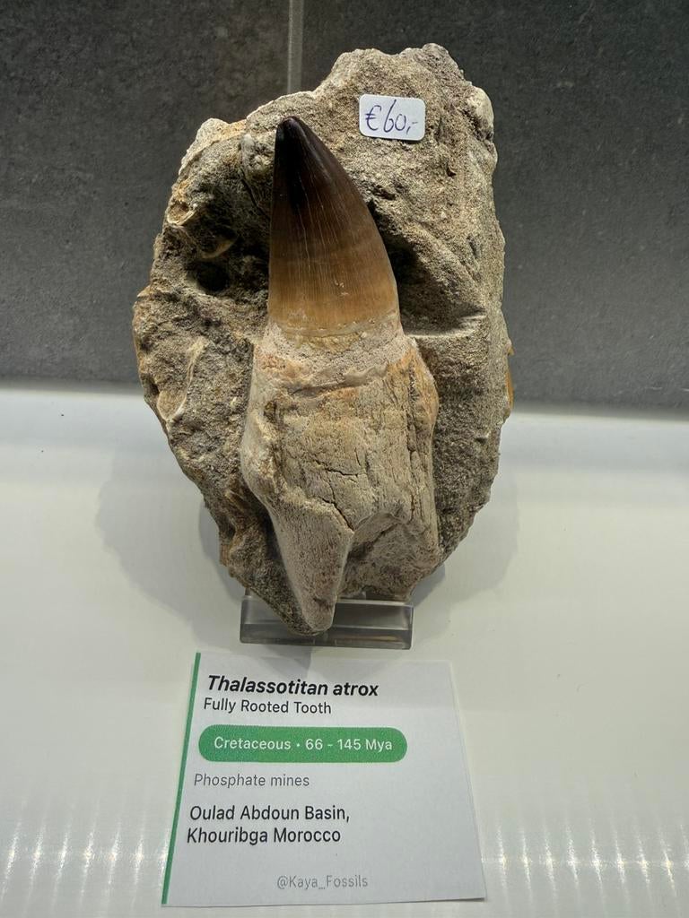 Volledig gewortelde Mosasaurus tand op matrix., Ophalen of Verzenden, Fossiel