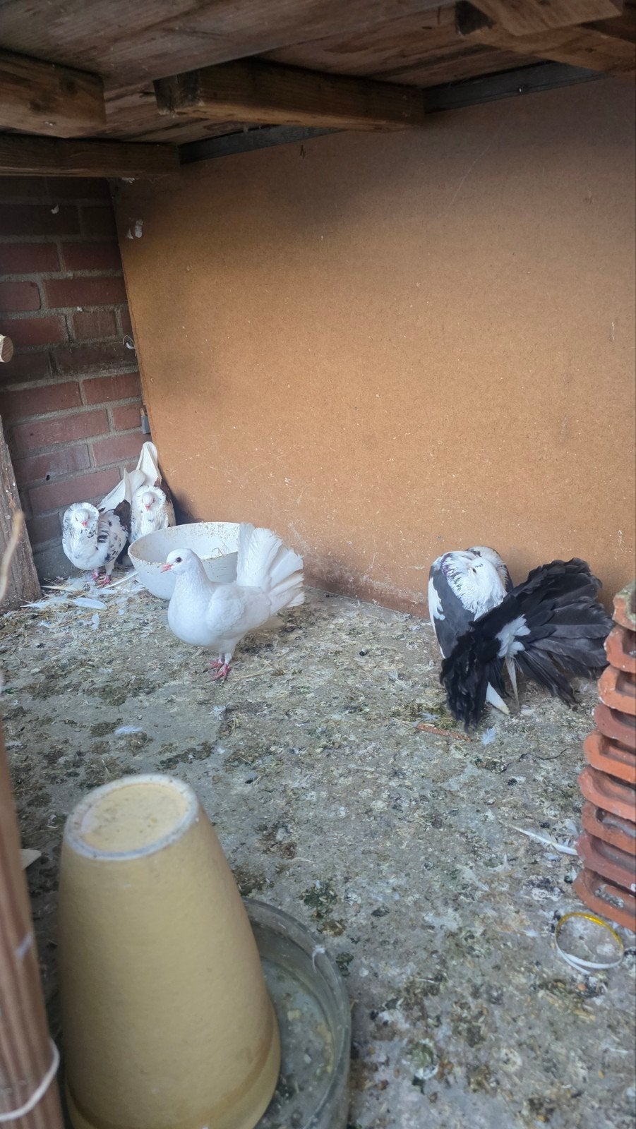 Te koop 5 Euro's voor een stuk!, Dieren en Toebehoren