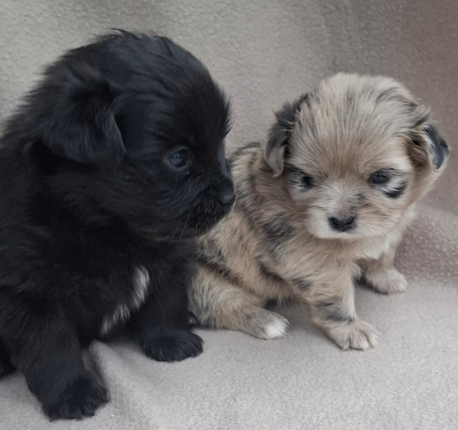 Prachtige unieke Shiranian (F1) pups (Shih Tzu x  pomeriaan), 8 tot 15 weken, Meerdere, Meerdere dieren, Klein