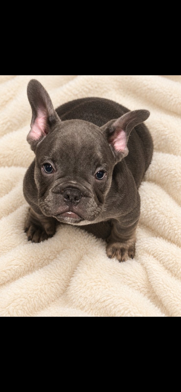 Franse bulldog pup, Reu, CDV (hondenziekte), 8 tot 15 weken, Bulldog