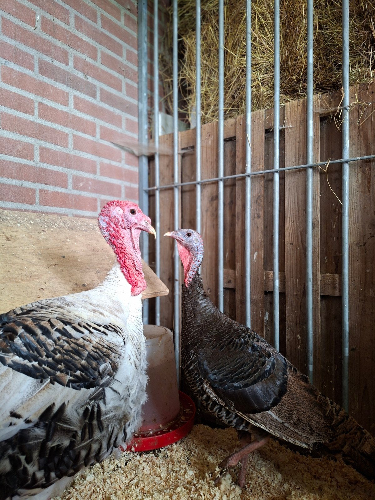 Kalkoenen, hen en haan, Dieren en Toebehoren, Pluimvee, Meerdere dieren, Kalkoen
