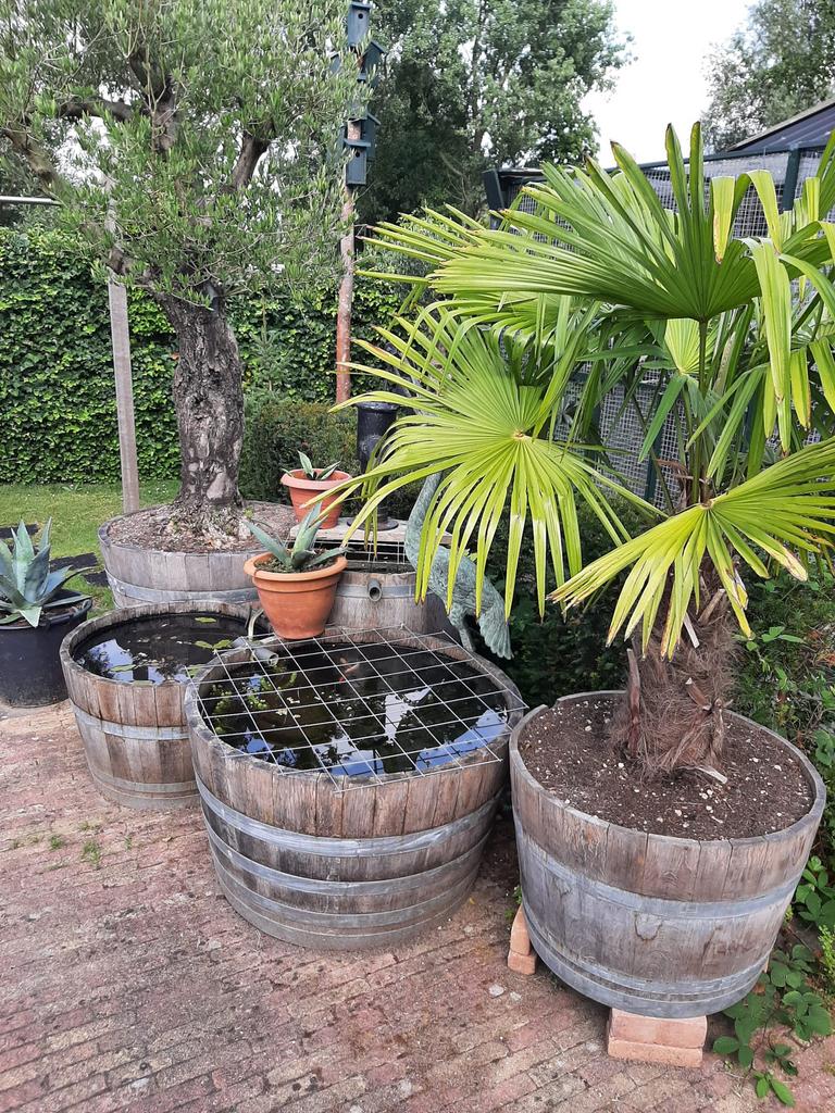 Halfe wijnvaten te koop ( rengenton wyskyvat ), Tuin en Terras, Regentonnen, Ophalen, 150 liter of meer, Poortinga vehuur, Poortingaverhuur@gmail.com