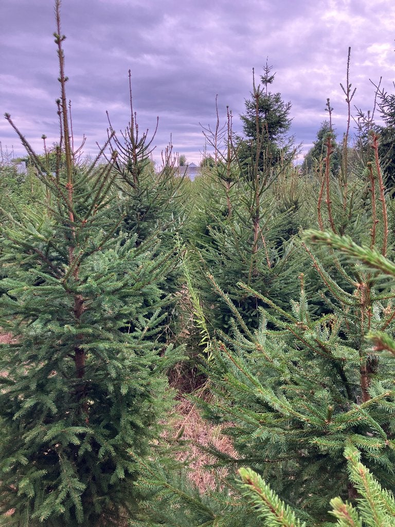 Kerst bomen, Tuin en Terras, Planten | Bomen, Bloeit niet, Overige soorten, 250 tot 400 cm, Ophalen