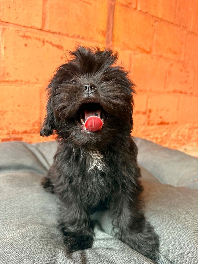 Shih tzu pups, België, Particulier, Parvo, Overige rassen