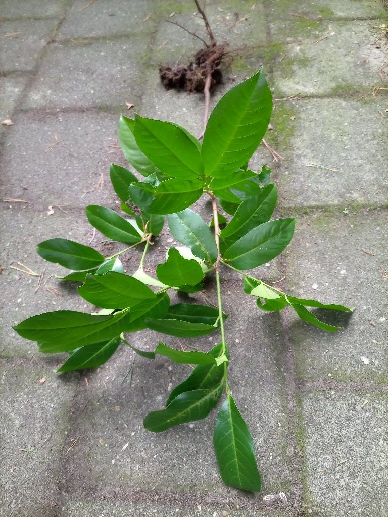 Tuinplant laurier, niet eetbaar, Tuin en Terras, Ophalen, Overige soorten, Halfschaduw