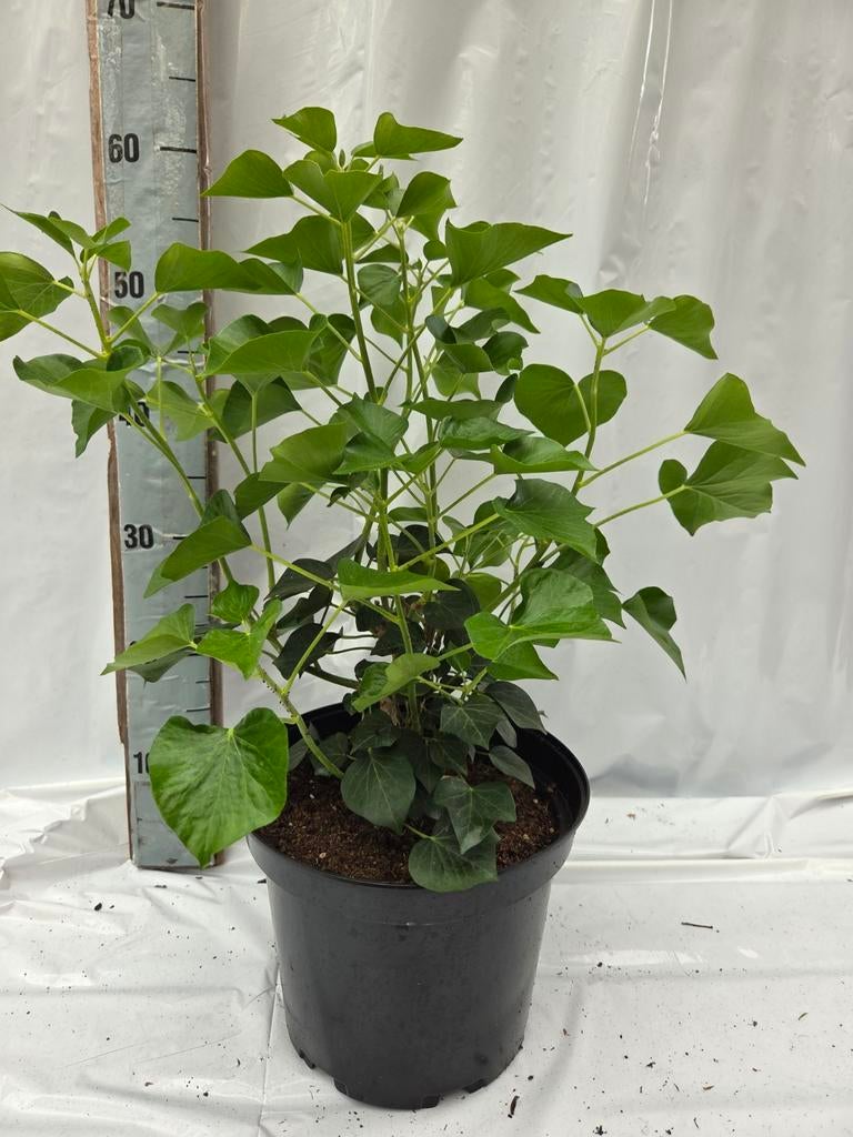 Hedera arborescens, Ophalen, Overige soorten, 100 tot 250 cm