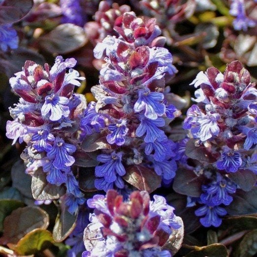 Ajuga Atropurpurea P9 - Bodembedekker met paarse bladeren, Bodembedekkers, Vaste plant, Ophalen of Verzenden, Halfschaduw