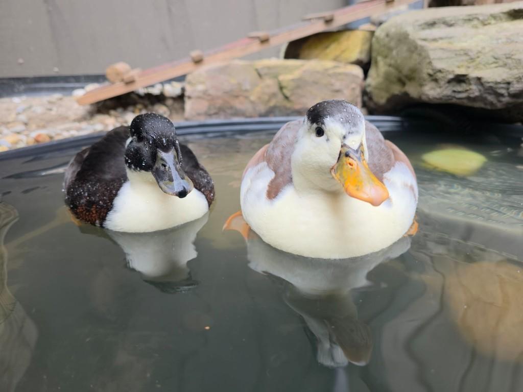 VERWACHT pulletjes / kuikens Hollandse kwakers., Meerdere dieren, Geringd