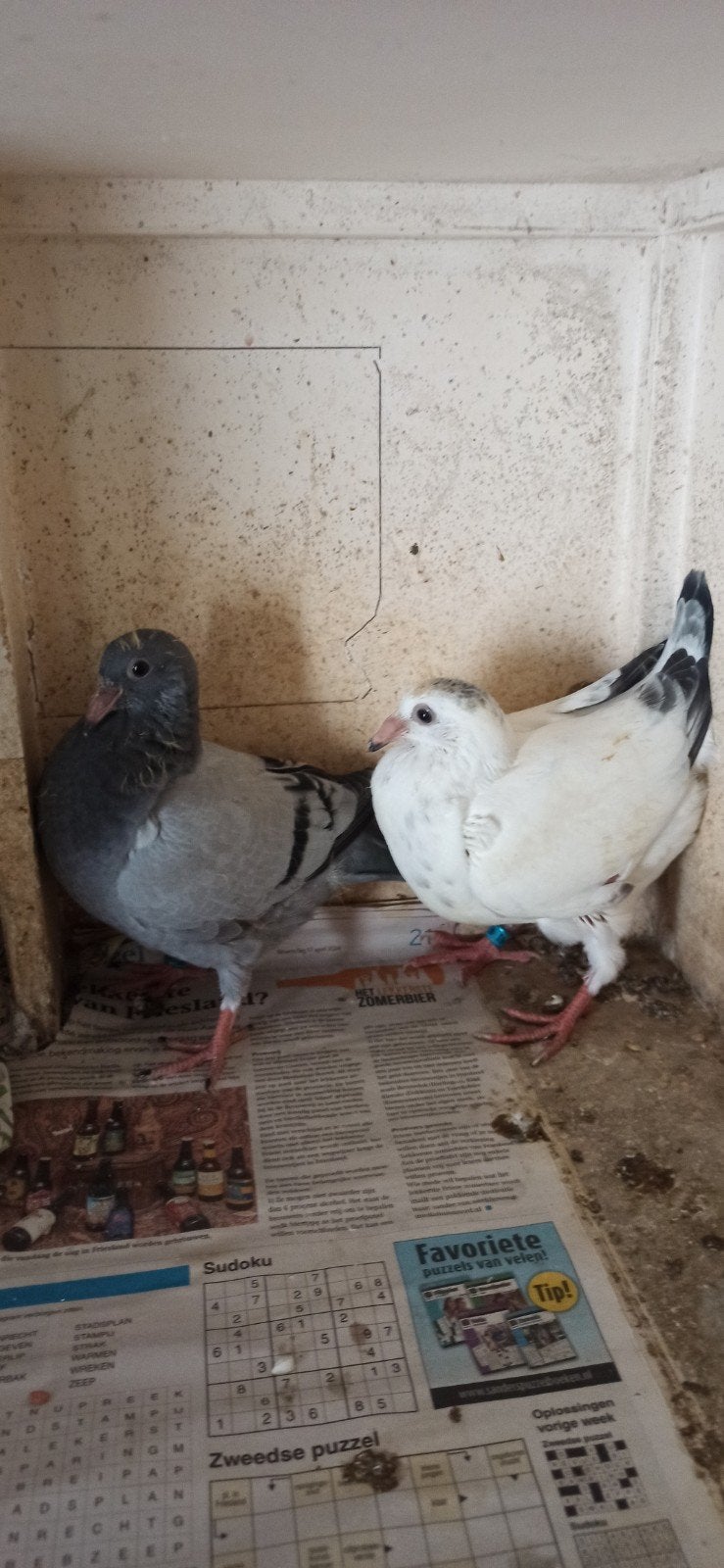 Postduiven jongeduiven, Dieren en Toebehoren, Vogels | Duiven, Meerdere dieren, Postduif